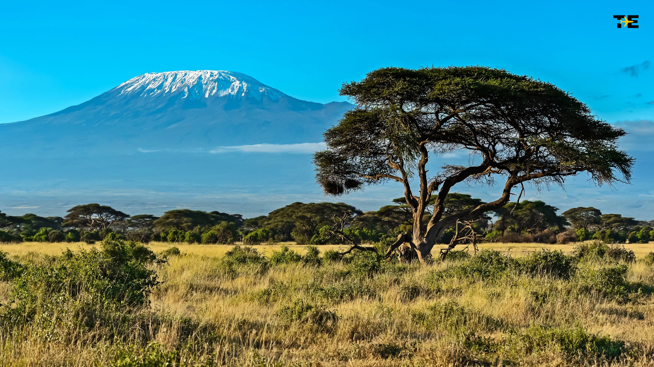 Mount Kilimanjaro towers over a vibrant savanna landscape, showcasing Africas stunning natural beauty.