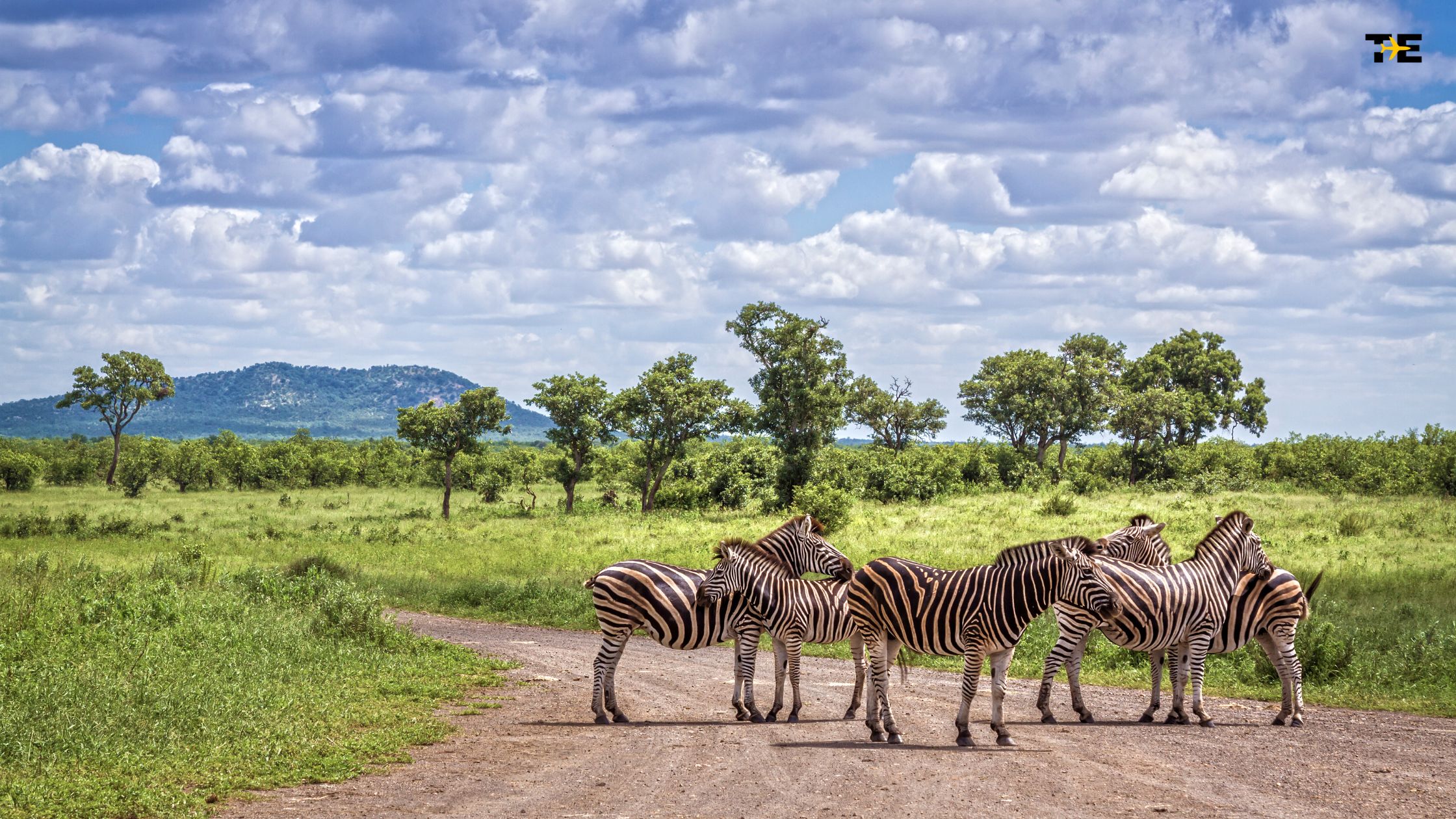 Zebras on a dirt road in a lush green landscape under a bright blue sky.
